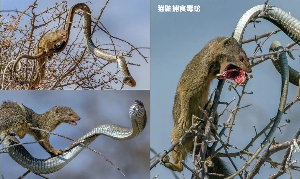自然界的“解毒大師”中誰最強(qiáng)？